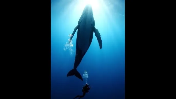杨思敏1一5集未删减 - 深蓝星球：探索海洋深处的未知世界